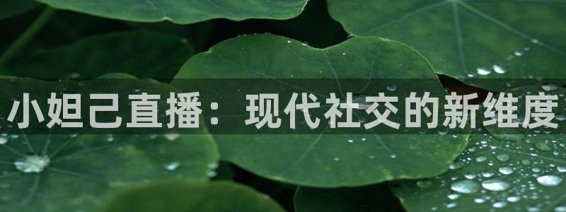 劲爆体育节目表在线观看：小妲己直播：现代社交的新维度
